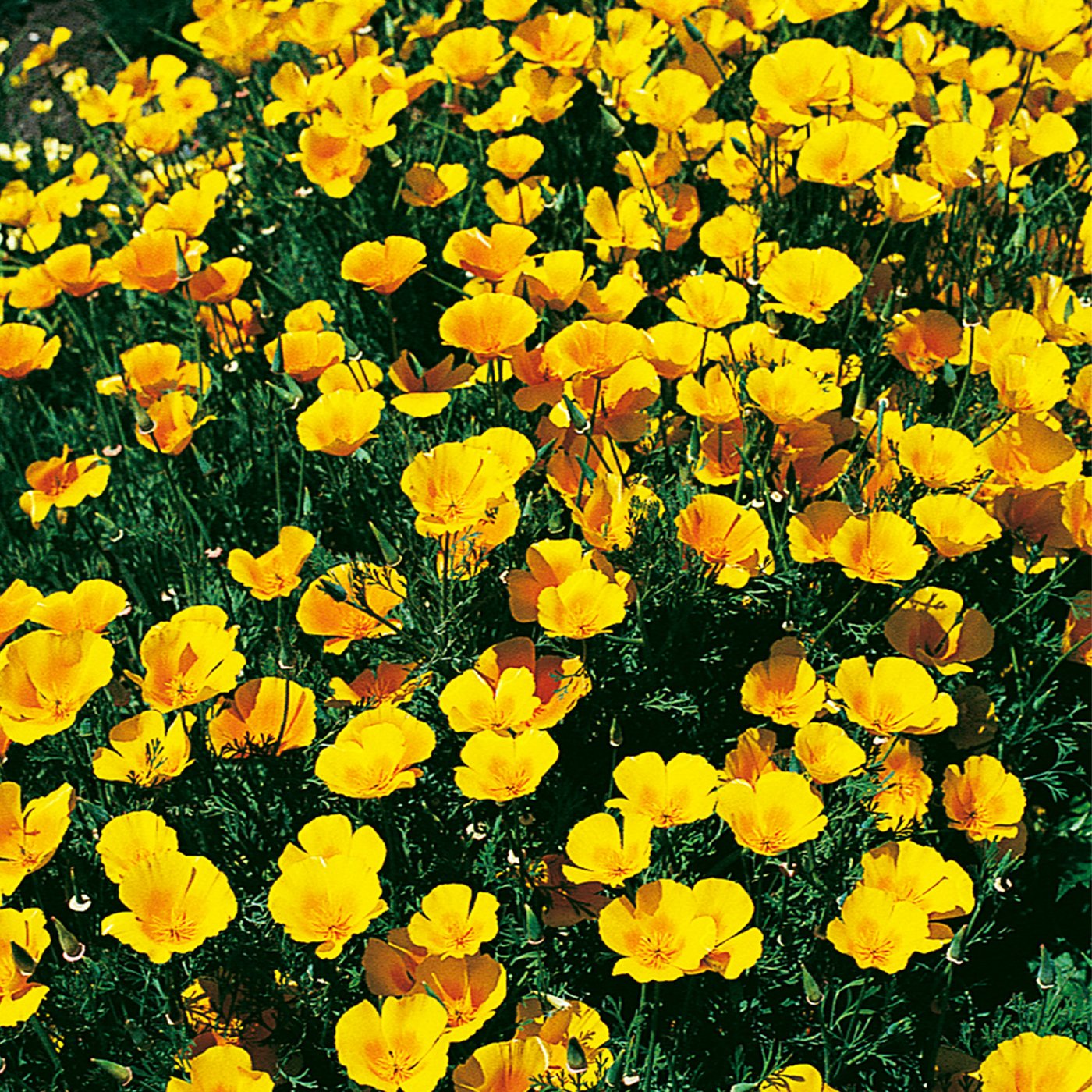 California Poppy Seeds, Extra Golden Flower