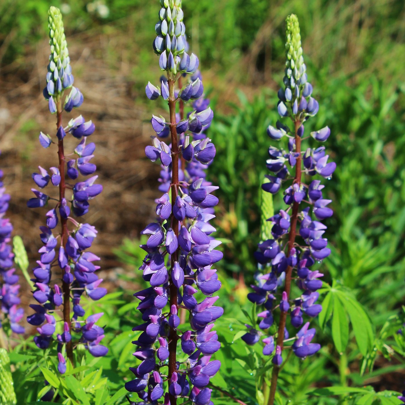 Lupine seeds, Russell's Hybrid Mixed Colors, wildflowers for planting in the fall