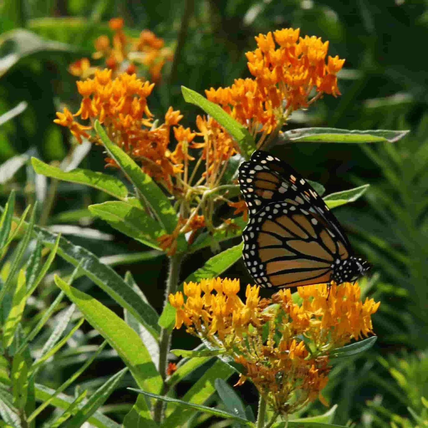 Butterfly Weed Seeds, wild flowers to plant in fall