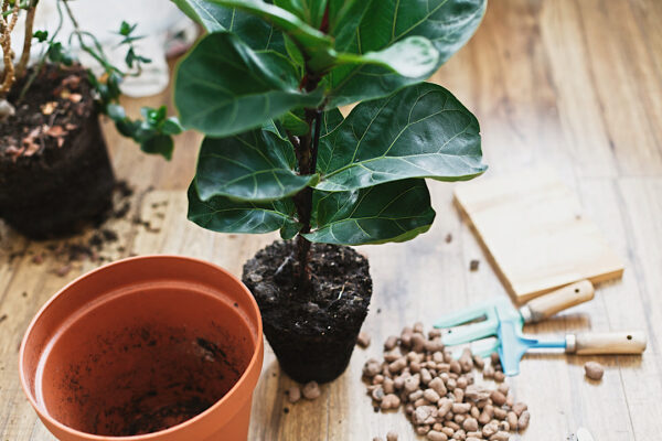 'I'm A Plant Doctor, and This Is How You Should Pot a Large Plant'