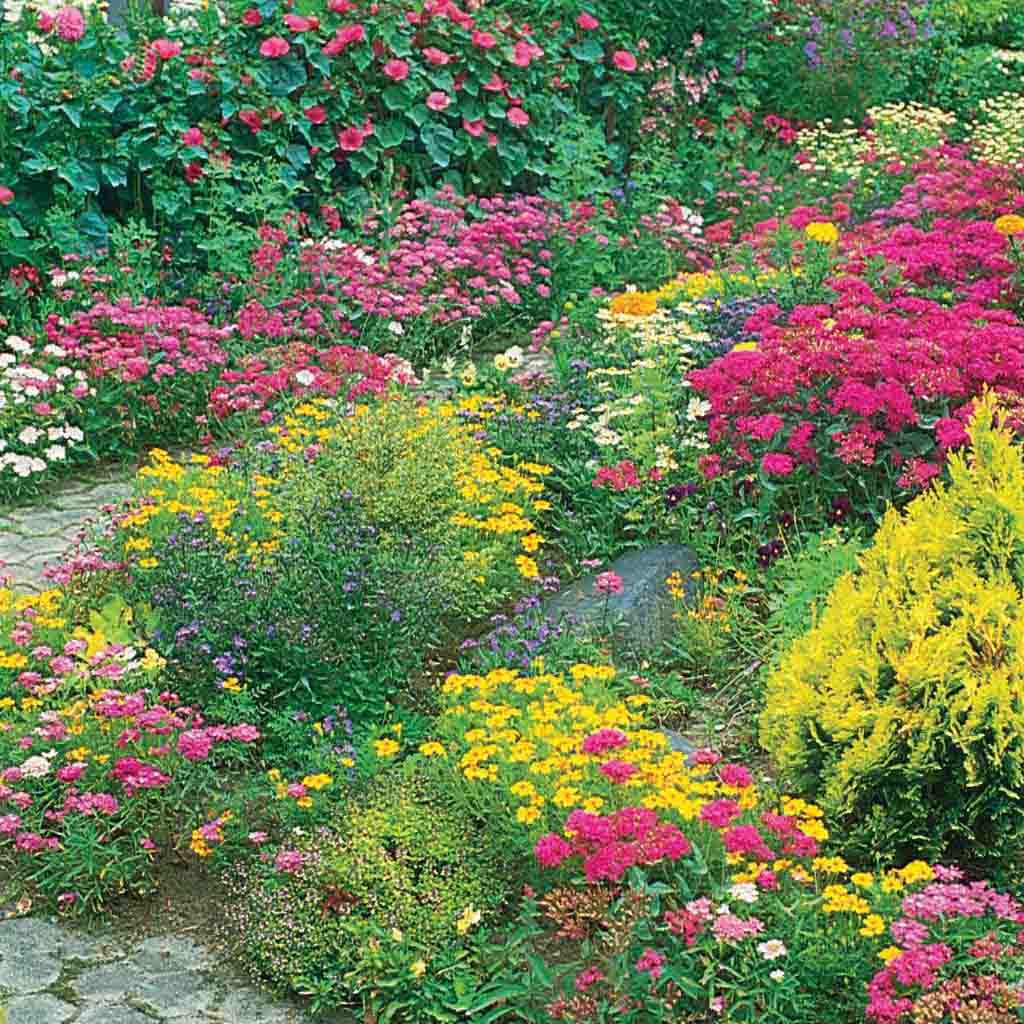 Wildflower Seeds, Perennial Mix Economy Packet, wild flowers to plant in fall