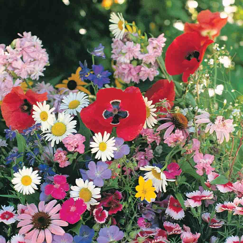 Wildflower Seeds, Shade Mix Economy Packet