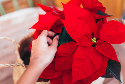 Get These Gorgeous Holiday Plants Delivered to Your Doorstep for Easy, Festive Decor