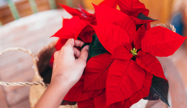 Get These Gorgeous Holiday Plants Delivered to Your Doorstep for Easy, Festive Decor