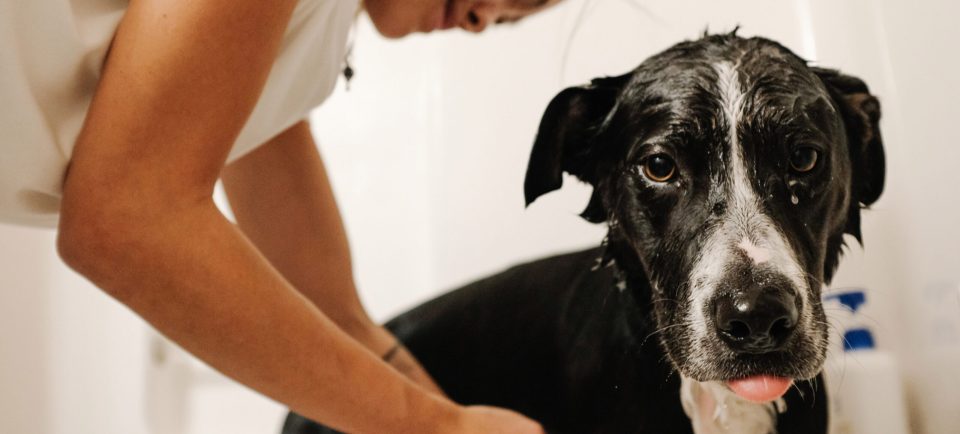 Our Pets’ Beauty—Er, Grooming—Routines Are Mirroring Our Own