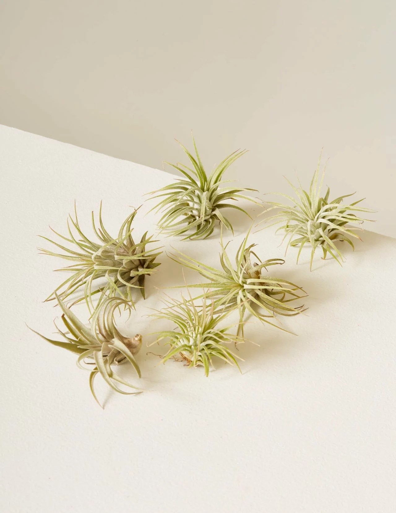 The Sill Six Assorted Air Plants