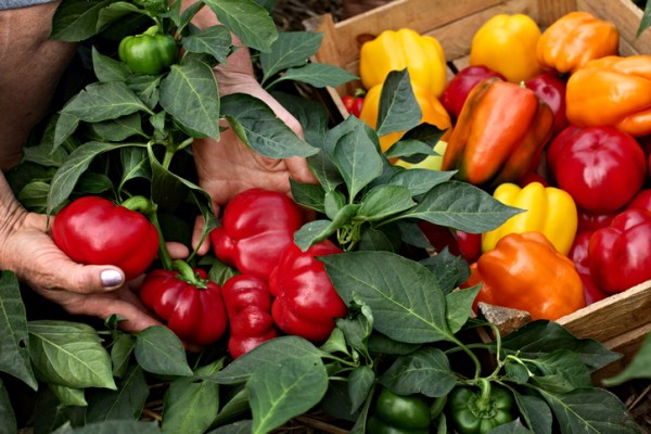 How To Grow Bell Peppers, the Sun-Loving Summer Fruits With a Crunch