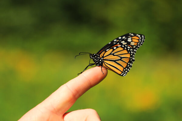 The Symbolic Meaning of Crossing Paths With a Monarch Butterfly