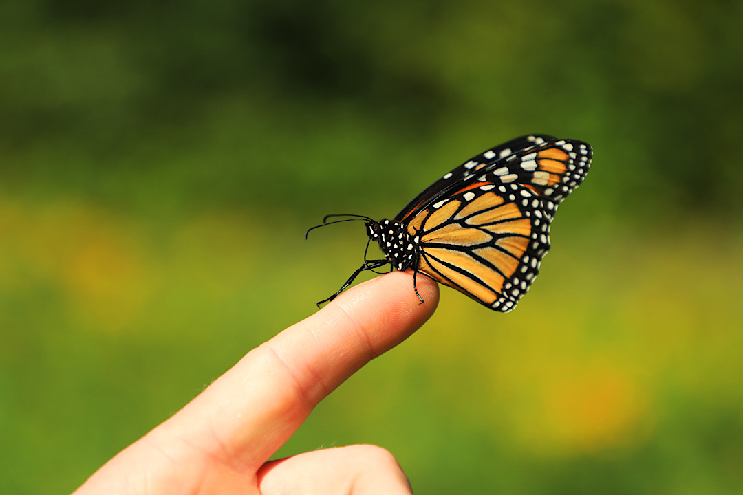 A monarch butterfly resting on a finger.
