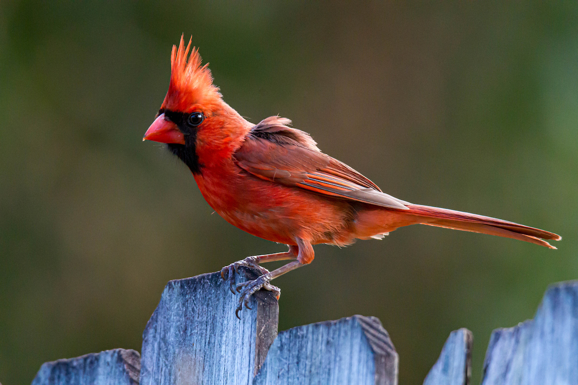 A red northern cardinal sits atop a wooden fence.