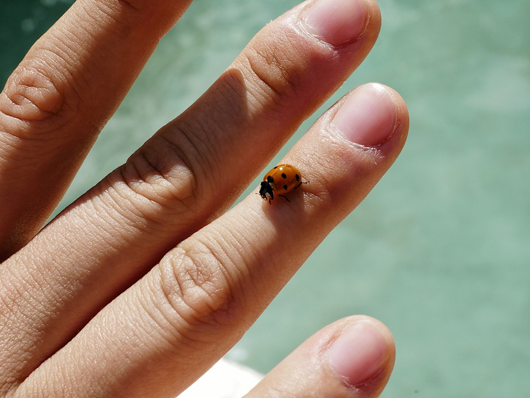 symbolic meaning of ladybugs