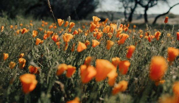 Wildflower Fields Are More Than Just Pretty To Look At—Here’s Exactly How You Can Help...