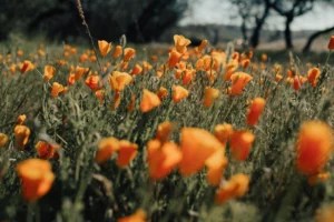 Wildflower Fields Are More Than Just Pretty To Look At—Here’s Exactly How You Can Help Preserve Them
