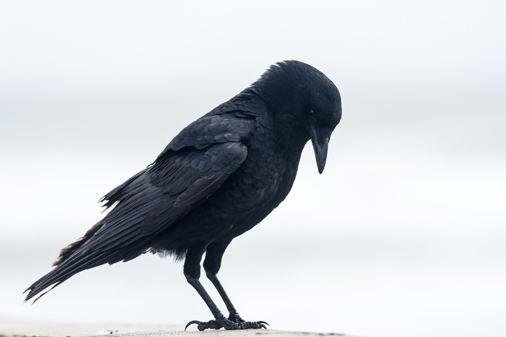 The Symbolic and Spiritual Meaning of Crows and Ravens | Well+Good