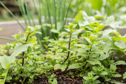 8 Best Perennial Herbs To Grow in Your Garden for an Endless Supply
