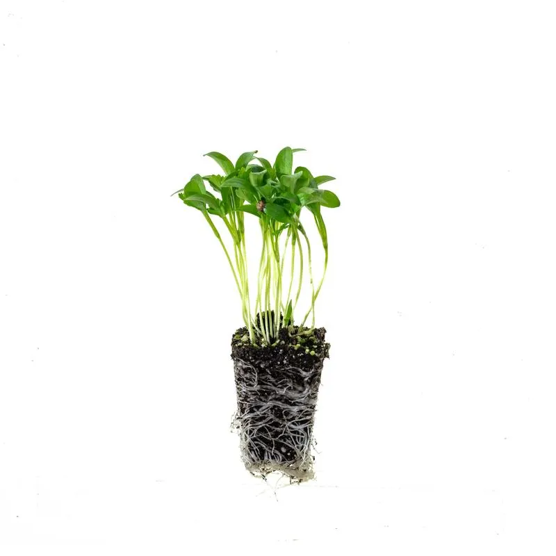 cilantro cruiser plantling, perennial herbs