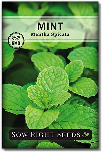 sow right seeds mint, perennial herbs