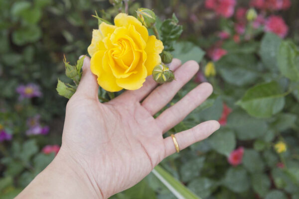 The Symbolic Meaning of a Bright Yellow Rose—And Why a Red Rose Is Different