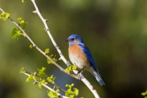 The Symbolic Meaning of Crossing Paths With a Happy Little Bluebird