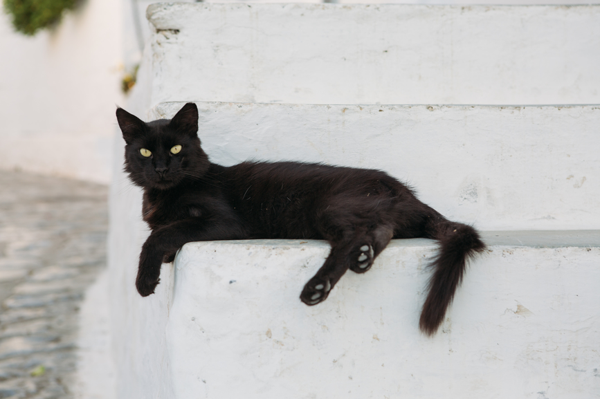 A black cat rests on a step of a white-painted staircase.