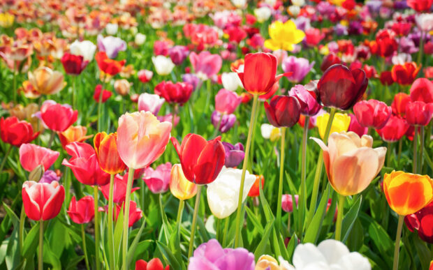How To Plant Tulips in Your Garden for an Effortless Burst of Color That Returns...