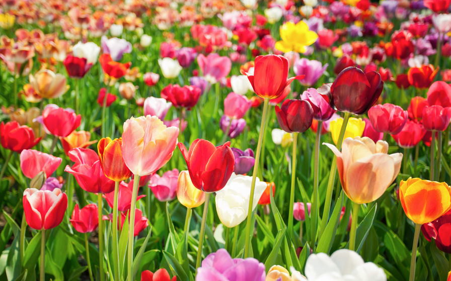 How To Plant Tulips for an Effortlessly Colorful Garden | Well+Good