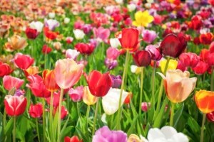 How To Plant Tulips in Your Garden for an Effortless Burst of Color That Returns Year After Year