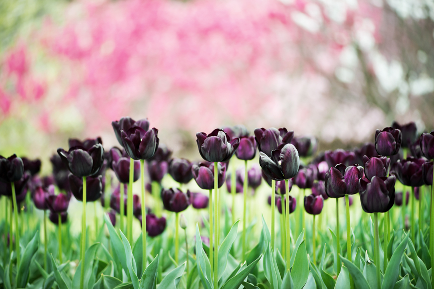how to plant tulips