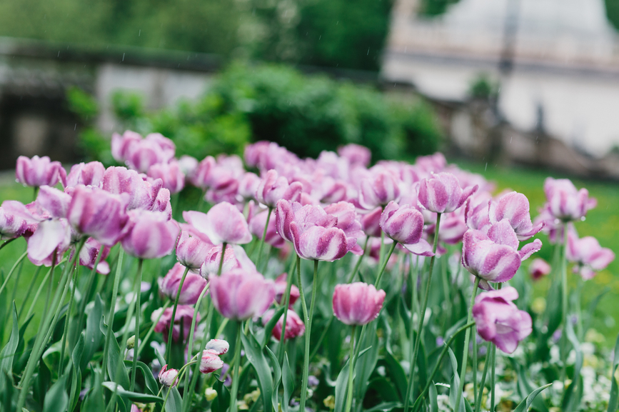 how to plant tulips