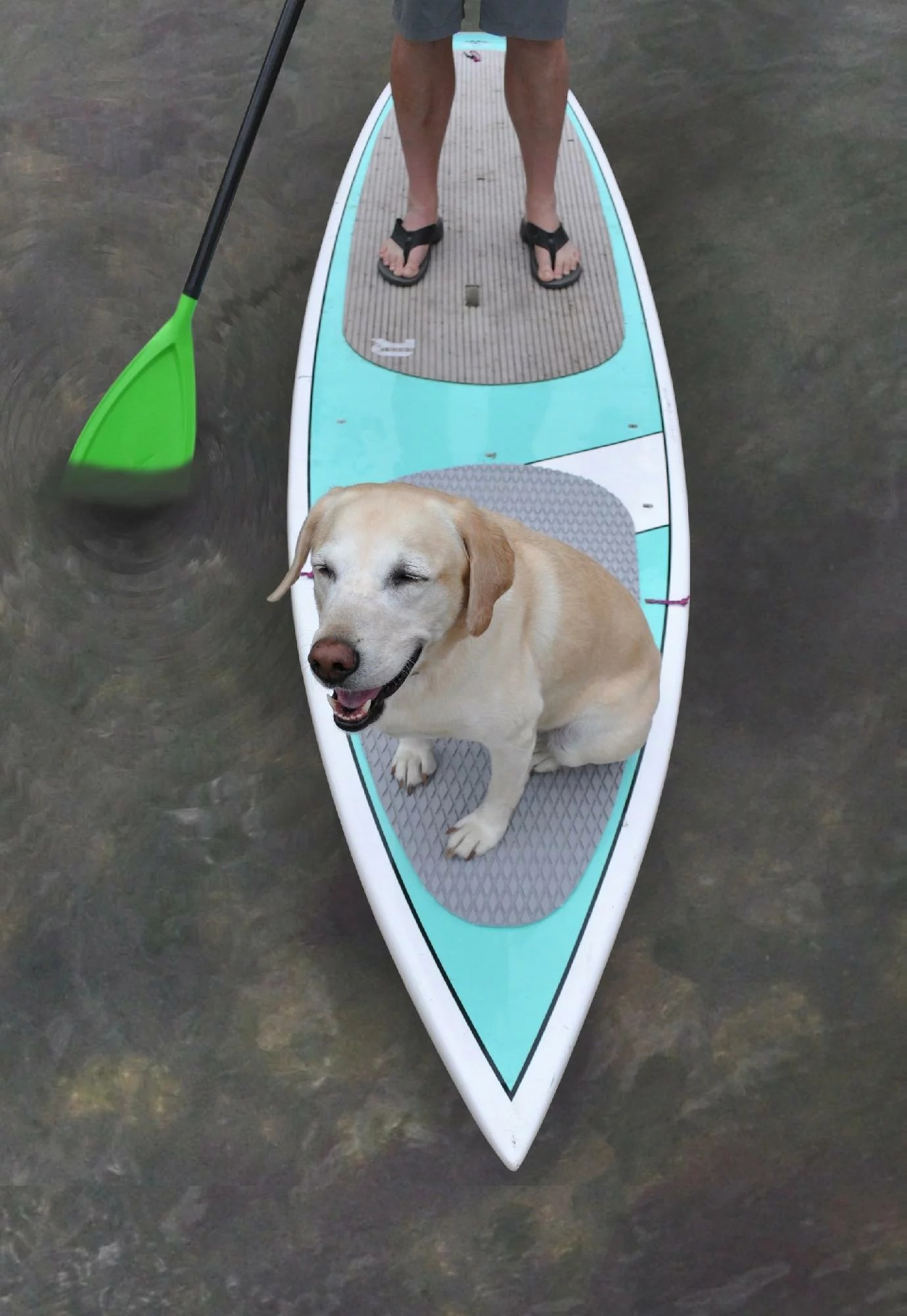 seattle sports dog board