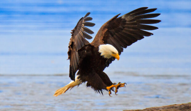 The Symbolic Meaning of Spotting a Majestic Eagle