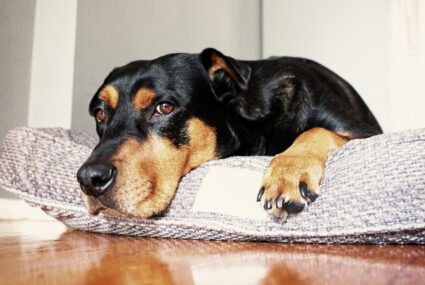 Tips To Treat Anxiety In Dogs With a Weighted Blanket (Vet's Opinion)