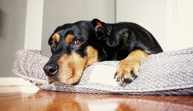 Your Dog's Bed Might Be Causing Joint Pain—These 9 Orthopedic, Vet-Approved Options Provide More Support