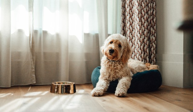 9 Stylish Dog Beds That Look Good in Your Living Room and Are Good for...