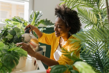 How To Get Rid of Bugs on Indoor Houseplants and Keep Them Gone
