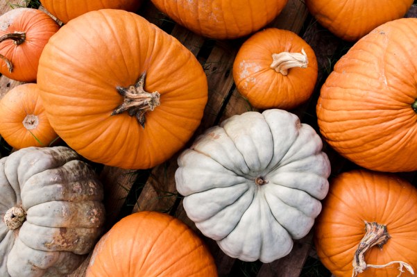 'I'm a Pumpkin Farmer, and These 5 Tips Will Help You Choose the Perfect Pumpkin...