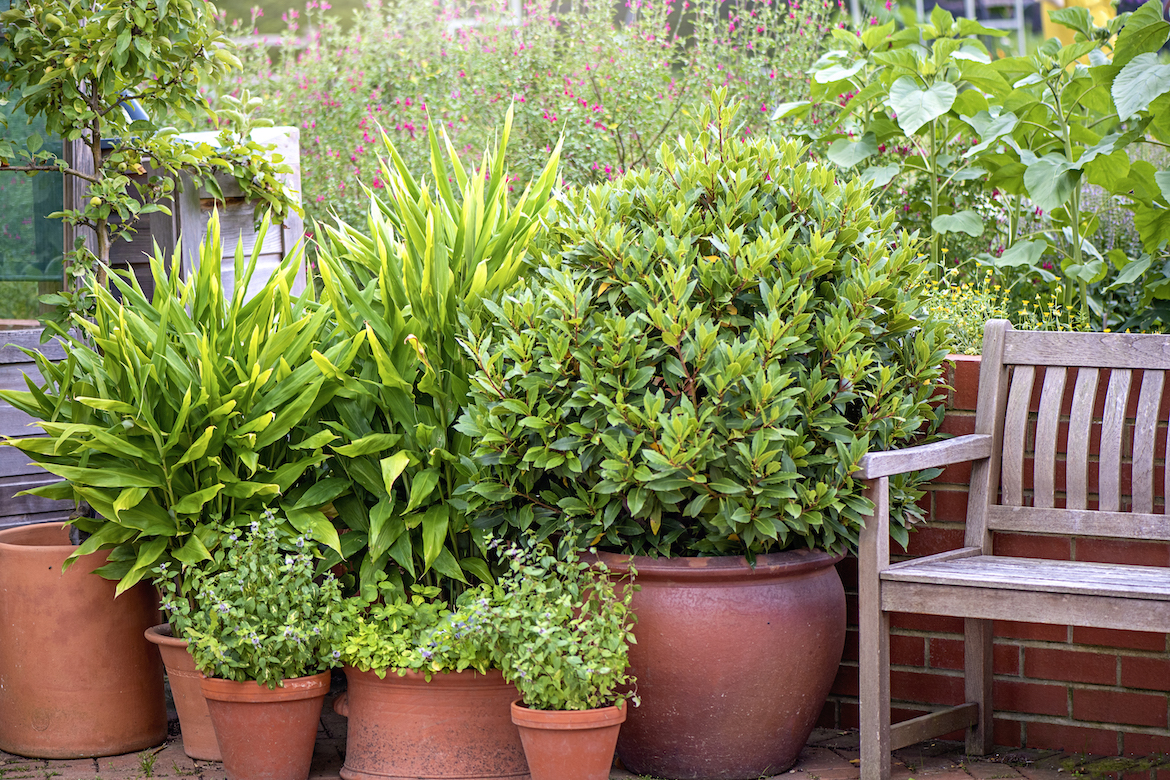 How to care for terracotta pots and prevent cracks