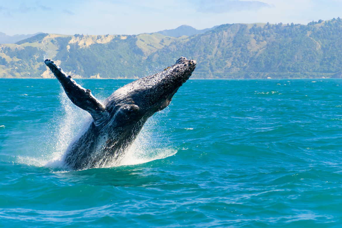 Avistamiento de ballenas en México