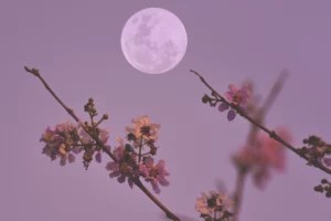 What It Means To Get Your Period Around the Full Moon, aka Having a Red Moon Cycle