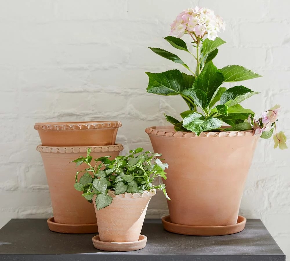 How to Clean Terracotta Clay and Flower Pots with Bleach