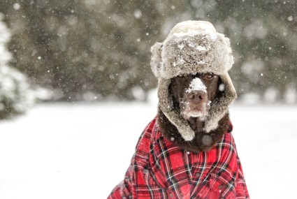 6 Winter Coats for Dogs That’ll Keep Them Toasty in Even the Coldest Temps