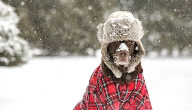 6 Winter Coats for Dogs That'll Keep Them Toasty in Even the Coldest Temps