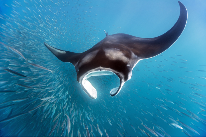 Manta ray swimming mauna kea