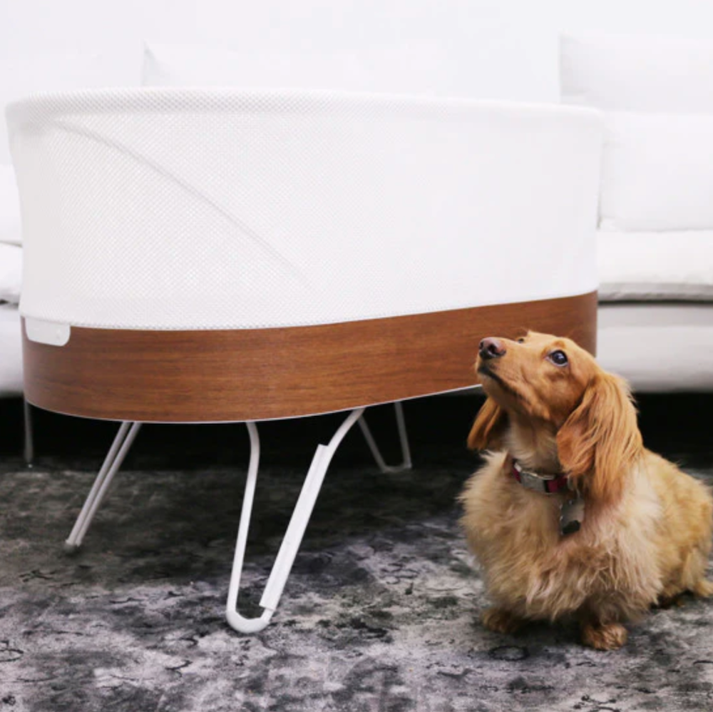 A bassinet with short legs, with a dachsund next to it.