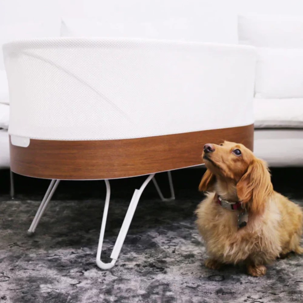 A bassinet with short legs, with a dachsund next to it.