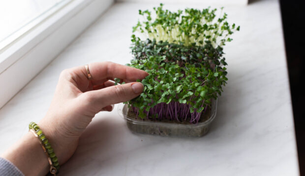 Growing Microgreens at Home Made Me Feel Like the Plant Mom I Never Was