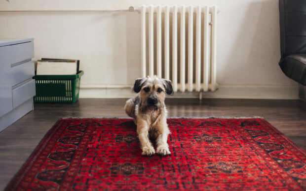 How To Clean Up Dog and Cat Vomit From Your Carpet in 5 Easy Steps
