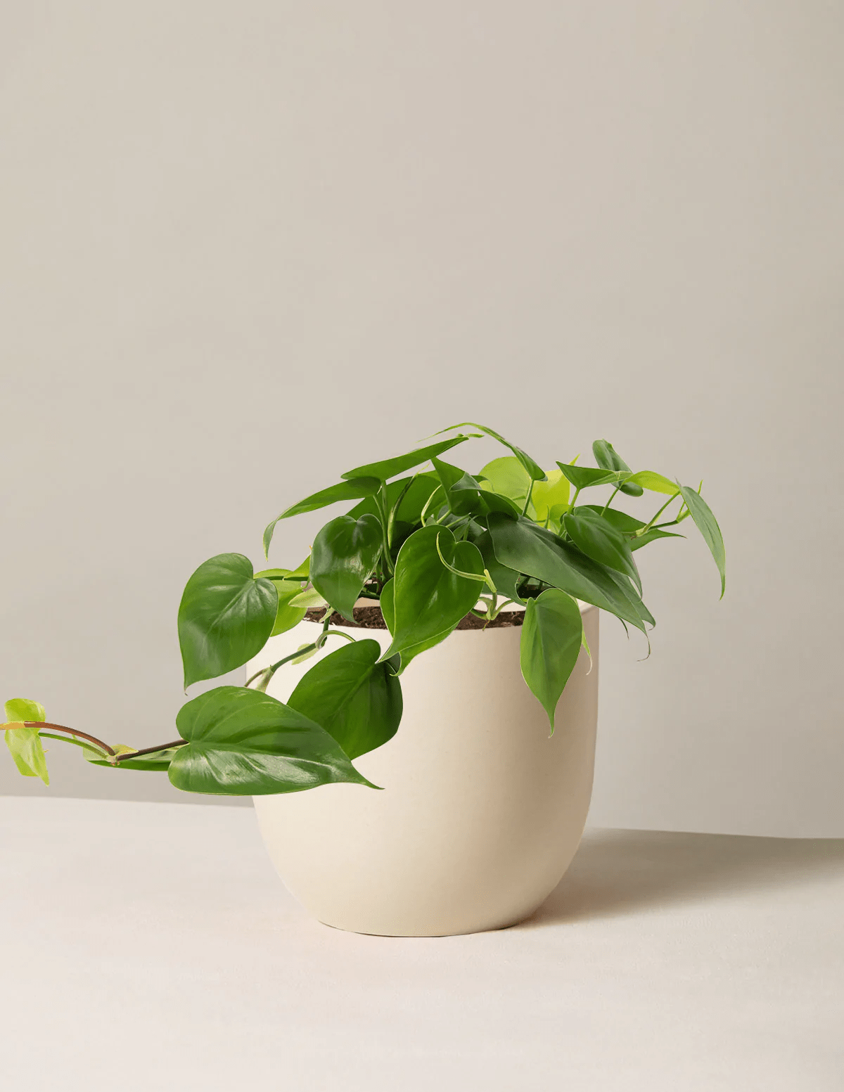 the sill philodendron plant on a grey background