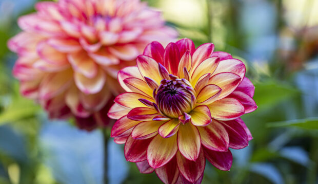 A pink and yellow dahlia flower you can eat