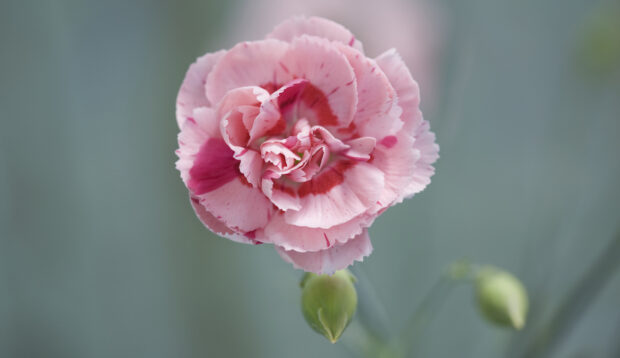 A pink dianthus flower you can eat